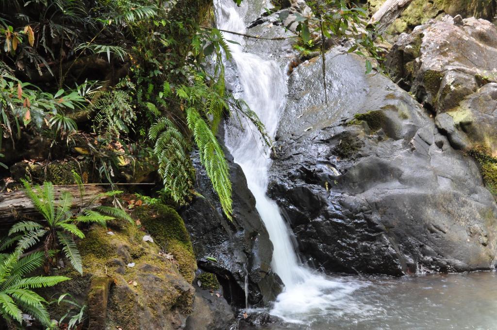 The Jungle Stays Millaa Millaa المظهر الخارجي الصورة